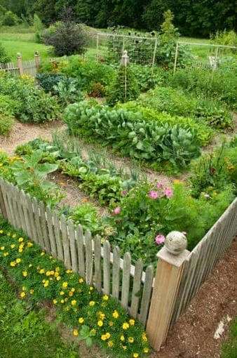 Vegetable Garden | 1001 Gardens ideas ! | Scoop.it