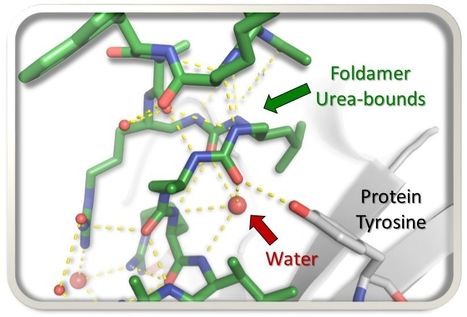 Unexpected binding modes of ureabased foldamers to a protein surface | I2BC Paris-Saclay | Scoop.it