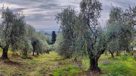 Italy: Bad Weather Ahead of Harvest Dampens Spirits of Olive Oil Producers | CIHEAM Press Review | Scoop.it