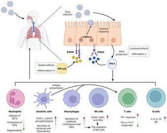 Frontiers | Interferon lambda in respiratory viral infection: immunomodulatory functions and antiviral effects in epithelium | Mucosal Immunity | Scoop.it