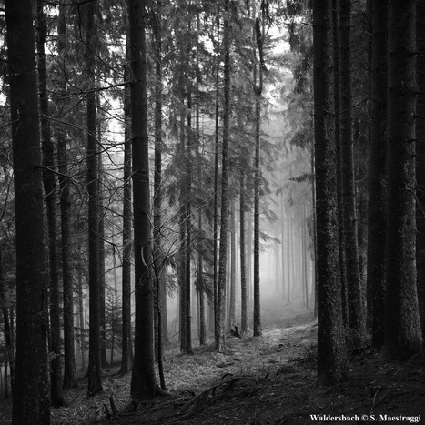 [article] Rencontre avec Sylvain Maestraggi autour de «Waldersbach», Lenz et Georg Büchner | Poezibao | Scoop.it