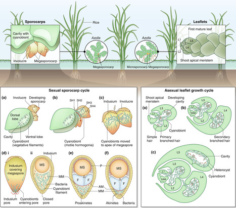 Evolution of molecular communication in the permanent Azolla symbiosis | Nphy | RMH | Scoop.it