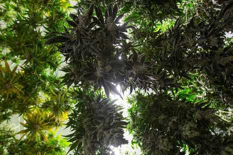 Big Island Grown Blazes A Trail For The Cannabis Industry In Hawaii | Industry 411 - Waste Management | Scoop.it