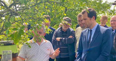 Frelon asiatique&nbsp;: le ministre de la transition &eacute;cologique choisit l'Alsace pour lancer un guichet d'aide exceptionnel - ICI | Plan&egrave;te DDurable | Scoop.it