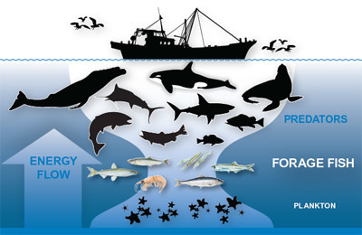 VIDEO: Forage Fish Key to a Healthy Ocean Food Web - Going, Going.... | OUR OCEANS NEED US | Scoop.it