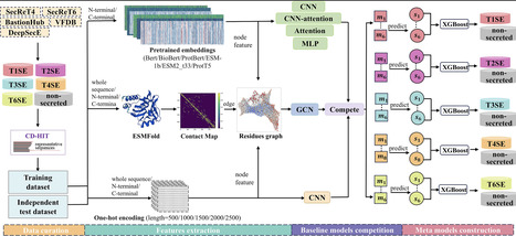 PLM-effector: unleashing the potential of protein language models for bacterial secreted protein prediction | bft | RMH | Scoop.it