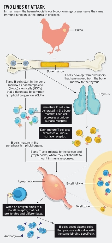 Immunology: Fifty years of B lymphocytes | Immunology for University Students | Scoop.it