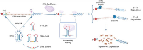 CTRL Enables Gene-Specific RNA Regulation Using CRISPR-Cas7–11 | asb | RMH | Scoop.it