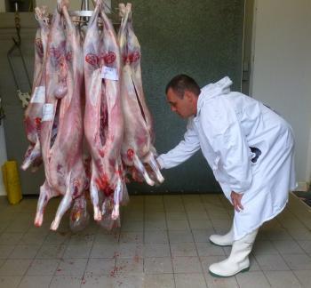 Castelsarrasin (82). Journée record à l'abattoir municipal | La Gazette des abattoirs | Scoop.it