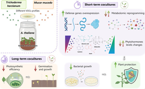 Volatile Organic Compounds Emitted by Fungi Have Substantial Effects on Growth and Disease Resistance in Arabidopsis thaliana | pce | RMH | Scoop.it