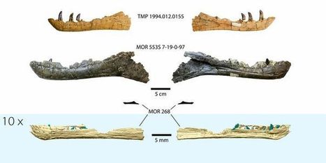 Découverte des premiers fossiles embryonnaires de tyrannosaures | EntomoNews | Scoop.it