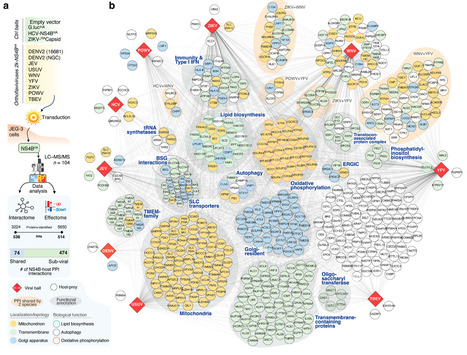 Host Interactions with NS4B Proteins Identify a Role for UFMylation in Orthoflavivirus Replication&nbsp; | Virus World | Scoop.it