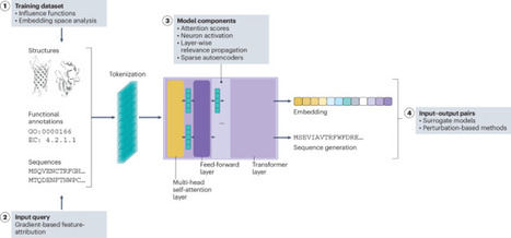 Towards the explainability of protein language models | Nmi | RMH | Scoop.it