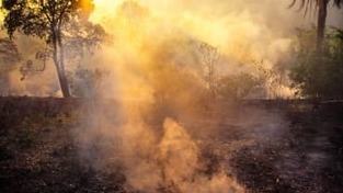 Suurlähettiläs Brasilian metsätuhoista: Näyttää, että laittomat metsänhakkuut ovat nousseet jopa 80 prosenttia | Yle Uutiset | yle.fi | 1Uutiset - Lukemisen tähden | Scoop.it