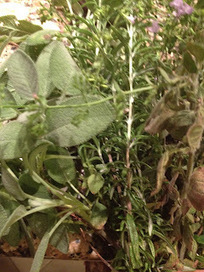 Naturalmente Felice: Utilizzare le erbe del giardino | Orto, Giardino, Frutteto, Piante Innovative e Antiche Varietà | Scoop.it