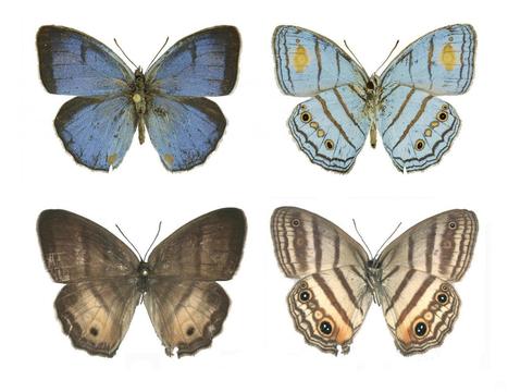 DNA links male and female butterfly thought to be distinct species | Amazing Science | Scoop.it