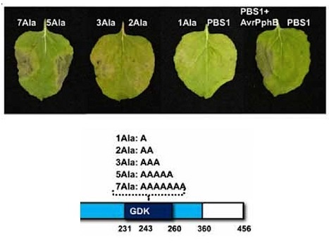 Cellular Microbiology: Activation of a plant nucleotide binding-leucine rich repeat disease resistance protein by a modified self protein | Plants and Microbes | Scoop.it