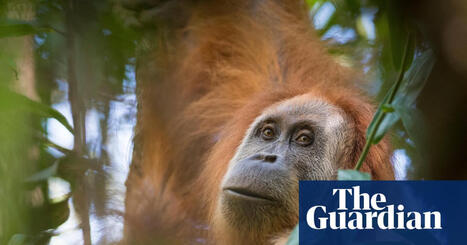 Indonesia takes action against mining firms after floods devastate population of world&rsquo;s rarest ape | &Eacute;cosyst&egrave;mes Tropicaux | Scoop.it