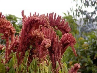 La planta sagrada de los incas, el amaranto, vence al todopoderoso Monsanto | PIENSA en VERDE | Scoop.it