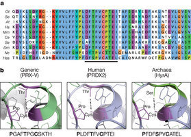 Group finds circadian clock common to almost all life forms | Science News | Scoop.it