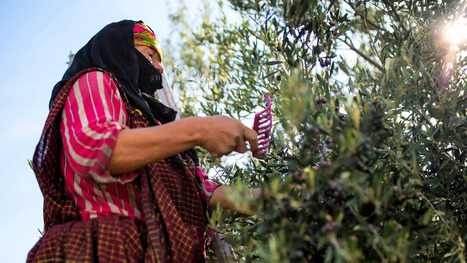 Sustainability, Quality and Community Drive This Award-Winning TUNISIAN Producer | CIHEAM Press Review | Scoop.it