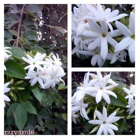 Melati &ndash; | Name News | Scoop.it