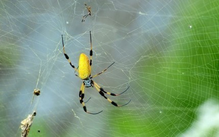 Le tissu le plus solide du monde est en fil d'araignée | Variétés entomologiques | Scoop.it
