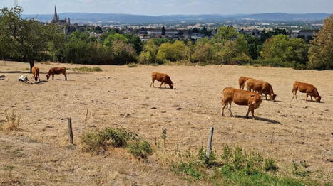S&eacute;cheresse&nbsp;: &laquo;&nbsp;pas d&rsquo;afflux inhabituel d&rsquo;animaux en abattoir&nbsp;&agrave; ce stade &raquo; - Agri mutuel | Agriculture en Pays de la Loire | Scoop.it