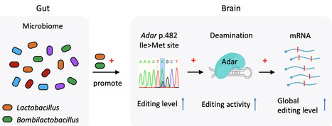 Dynamic A-to-I RNA editing in response to gut microbiome in honey bees | RMH | Scoop.it
