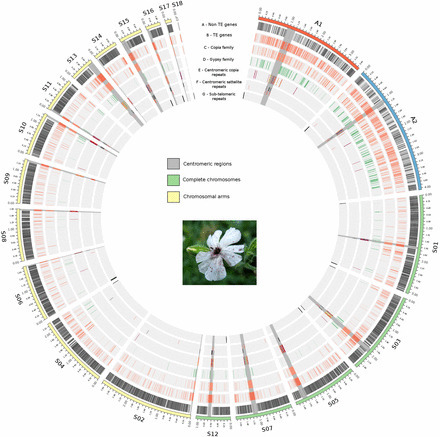 Genetics: Chaos of Rearrangements in the Mating-Type Chromosomes of the Anther-Smut Fungus Microbotryum lychnidis-dioicae (2015) | Plant Pathogenomics | Scoop.it