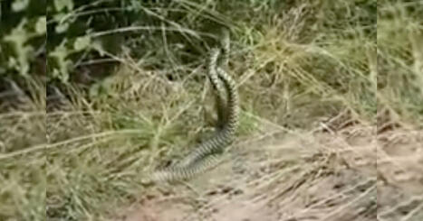 VIDÉO. Dans un parc de Lyon, un promeneur filme un combat de serpents | Biodiversité - @ZEHUB on Twitter | Scoop.it