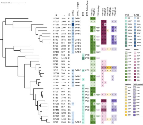 Large-scale genomic analysis reveals the distribution and diversity of type VI secretion systems in Escherichia coli | mSys | RMH | Scoop.it