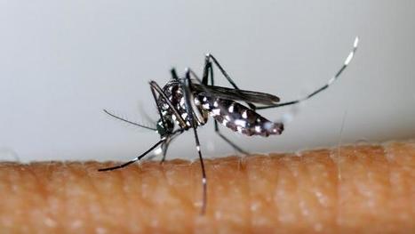 Des chercheurs ont découvert comment couper toute envie de vous piquer aux moustiques | EntomoNews | Scoop.it