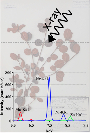 The X-ray fluorescence screening of multiple elements in herbarium specimens from the Neotropical region reveals new records of metal accumulation in plants | I2BC Paris-Saclay | Scoop.it
