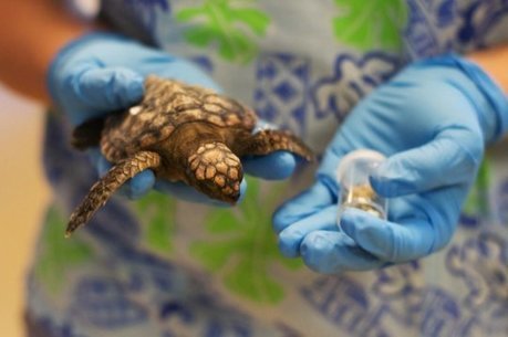 Micronizing ocean plastics threaten sea turtle populations, ocean life cycle | Coastal Restoration | Scoop.it