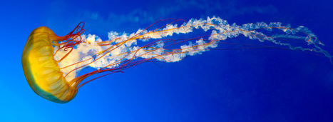 L'Alliance des initiatives Oc&eacute;an climat a sa feuille de route pour 2017 | Biodiversit&eacute; | Scoop.it