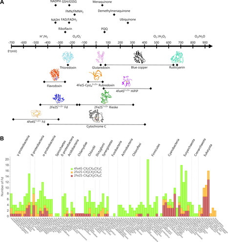Cellular Assays for Ferredoxins: A Strategy for Understanding Electron Flow through Protein Carriers That Link Metabolic Pathways | RMH | Scoop.it