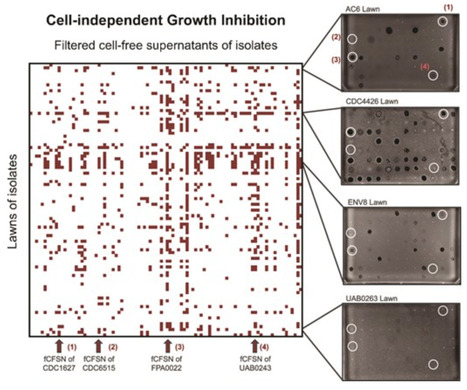 Temperate bacteriophages shape intraspecies competition during Pseudomonas aeruginosa infection | isme | RMH | Scoop.it