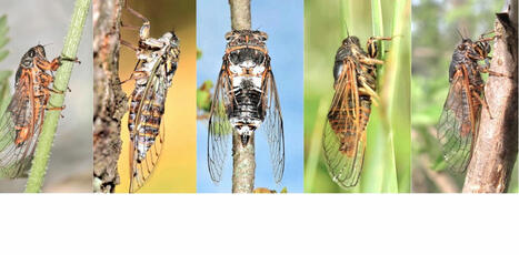 Les cigales, des insectes faussement familiers | Biodiversité - @ZEHUB on Twitter | Scoop.it