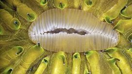 Stunning images of larva brains, butterfly scales nab prizes | scitechno | Scoop.it