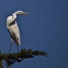 Grande Aigrette (Egretta alba), Great Egret | Camargue Nature | Scoop.it