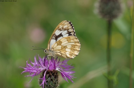 La fin de la chasse aux papillons | EntomoNews | Scoop.it
