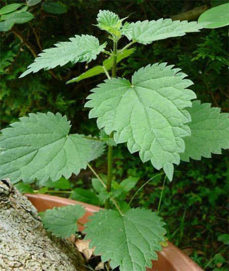 L'Hydrolat d'ortie | Santé par les plantes | Scoop.it