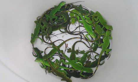 Green Iguanas Galore | Cayo Scoop!  The Ecology of Cayo Culture | Scoop.it