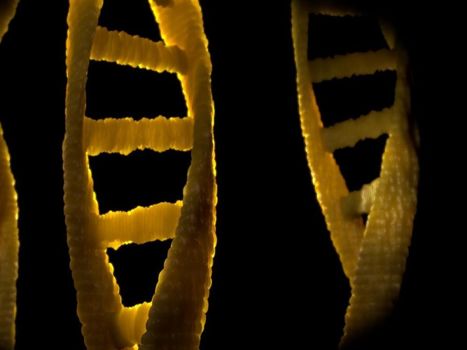 Des chercheurs observent l'activit&eacute; g&eacute;n&eacute;tique de certaines cellules apr&egrave;s la mort&nbsp; | Science & Transhumanisme | Scoop.it