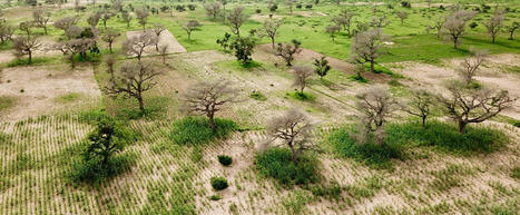Agroforesterie : quand les services rendus par les arbres aux cultures entrent en compétition | TRANSITION AGROECOLOGIQUE : PRATIQUES ET POLITIQUES AGRICOLES | Scoop.it