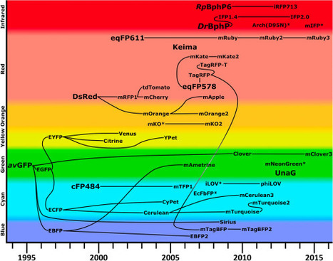 Chapter One - Recent Advances in Development of Genetically Encoded Fluorescent Sensors | RMH | Scoop.it