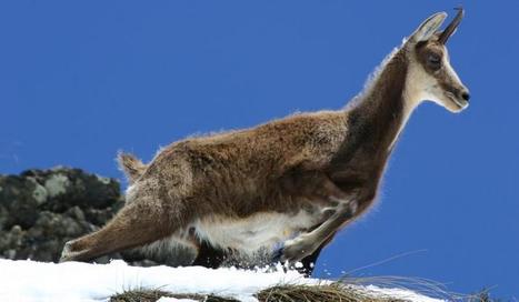 La pestivirose a diminué le nombre d'isards | Vallées d'Aure & Louron - Pyrénées | Scoop.it