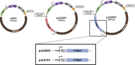 A Straightforward and Robust Enzymatic Reporter System for Anaerobic Thermophiles | Brvt | RMH | Scoop.it