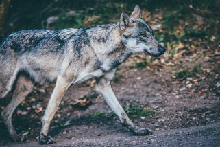 Des analyses ADN confirment le retour du loup en Normandie | Veille territoriale AURH | Scoop.it